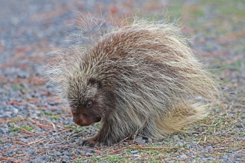 A small hairy animal sits on the ground