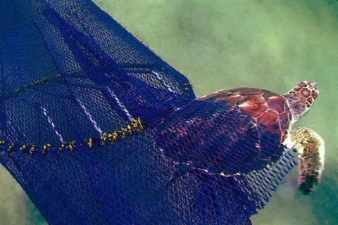 sea turtle excluder device | FWS.gov