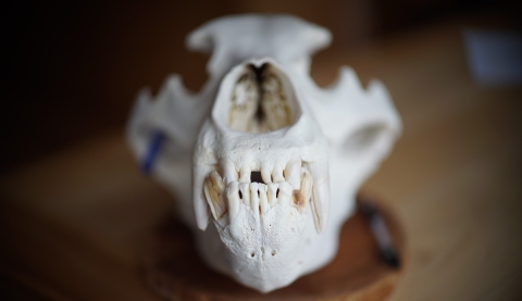 Close up of a brown bear skull highlighting its teeth. 