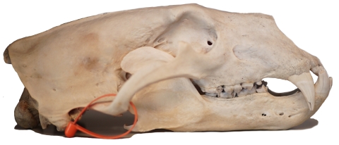 side view of a polar bear skull with an orange tag on it. 