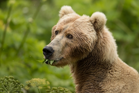 Close up of a Kodiak Brown Bear with vegetation it its mouth and a green vegetated back ground just outside of focus. 