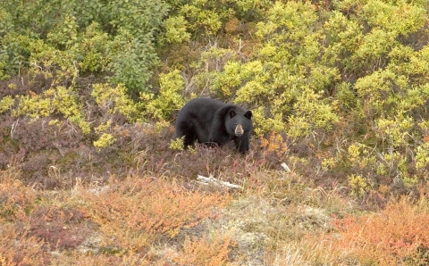 Black bear on a hillside with vegetation all around. 
