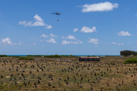 Helicopter spreading bait over Sand Island, Midway Atoll NWR via aerial application to deliver bait to all mice and restore habitat.