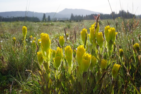 Yellow flowers of golden paintbrush with a field and mountain beyond