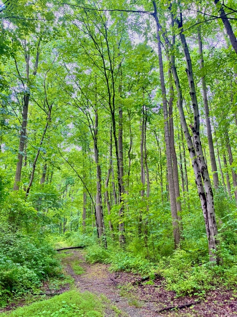 A trail leads through a forest of deciduous trees and shrubs.