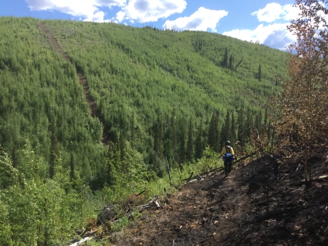 A long sawline extends into the distance across soil and grasses toward a stand of boreal forest trees.
