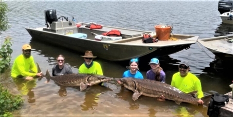 Tagging Gulf sturgeon in Cooper's Basin, FL