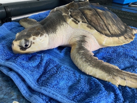 Tally Kemp's Ridley Sea Turtle
