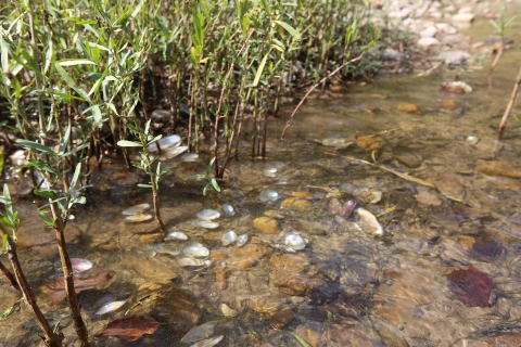 A variety of recently dead freshwater mussels are easily seen from the shores of Wallen Bend on the Clinch River.