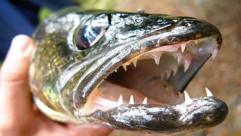 close up of sharp teeth