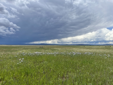 Prairie landscape under cloudy sky