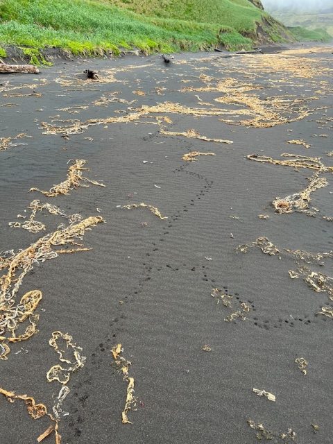 Rat tracks in dark sand on an island beach.