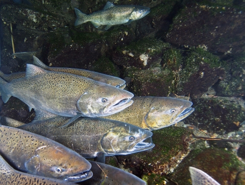 Adult Chinook Salmon