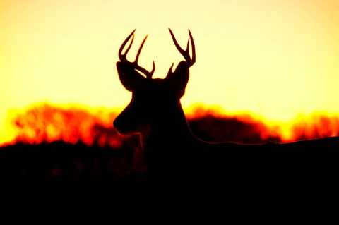 White Tailed Deer at Sunrise Lacreek NWR