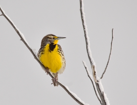 Western meadowlark at Seedskadee National Wildlife Refuge