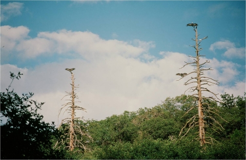 Two condors perch on seperate pine tree snags with a pine covered ridge in the background beneath a cloudy blue sky.