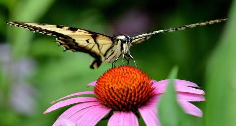 Tiger swallowtail butterfly on purple coneflower
