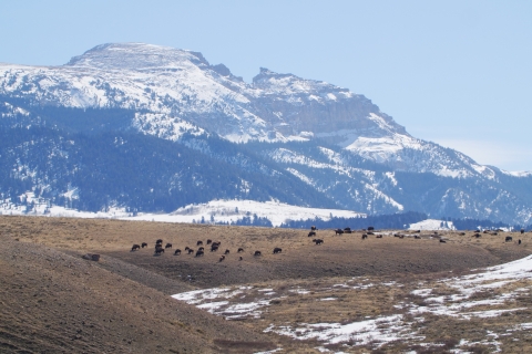 Bison on hill in front of snowy mountains.