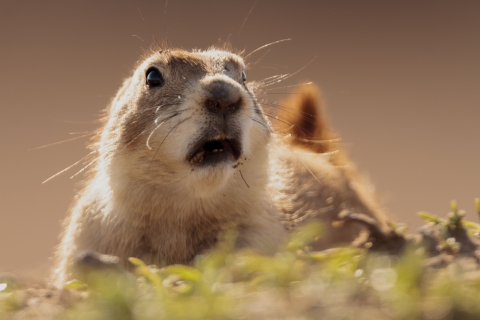 a surprised looking black-tailed prairie dog