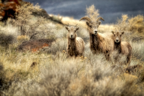 Bighorn sheep