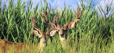 Two deer with antlers in velvet