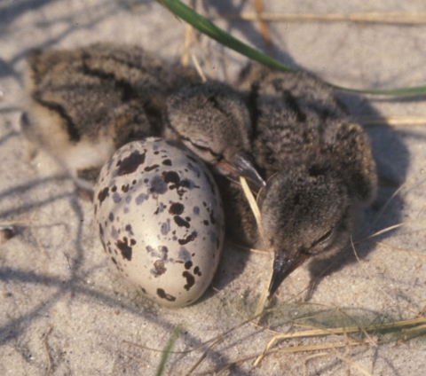 two bird chicks rest in the sand next to a speckled egg