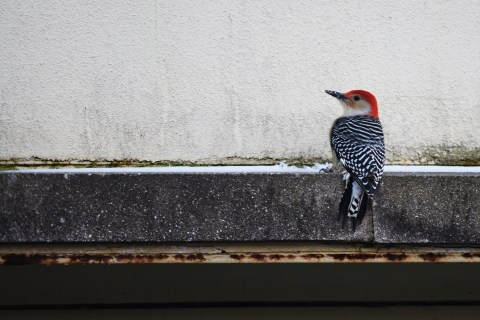 Red-bellied woodpecker perched on a building