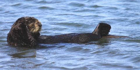 sea otter