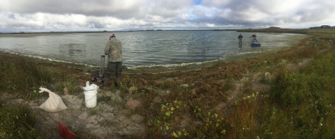 biologists wear warm clothes while standing in shallow ponds as they catch and band ducks