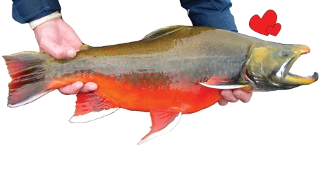person's hands holding a bright red fish with hearts