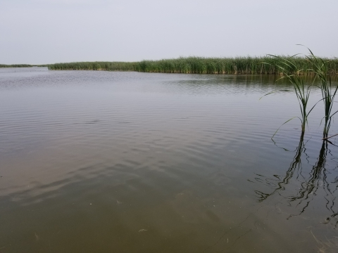 Prairie Pothole Region Wetland