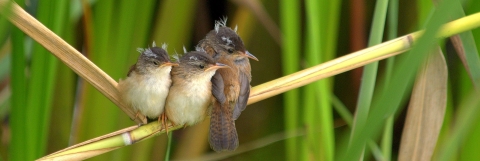 Three small gray-white-and-brown birds with disheveled feathers huddle together on a thin straw-like reed