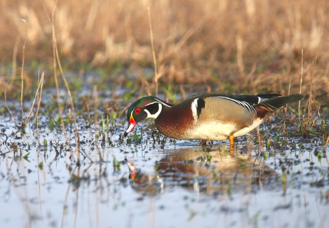 Male wood duck feeding in shallow puddle surrounded by vegetation.