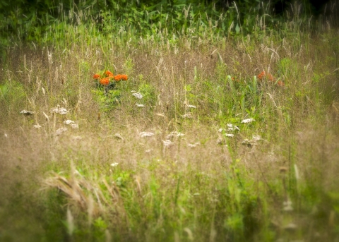 Meadow of native pollinator plants