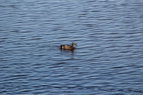drake blue winged teal on surface of dark blue water 