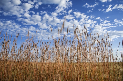 Big bluestem in the foreground with blue sky and clouds.