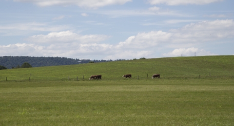 Scenic farm view with three cars. 