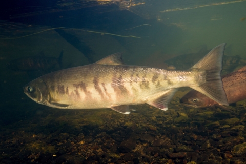 A side view of a chum salmon fish showing the tiger stripe pattern of stripes on the body. Due to the less flamboyant color of this fish, it is possibly a spawning female. There are two more fish swimming in the background.