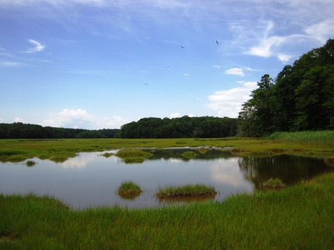 The Salt Meadow Unit's marsh in summer, with a pool surrounded by green marsh grasses and trees, Westbrook