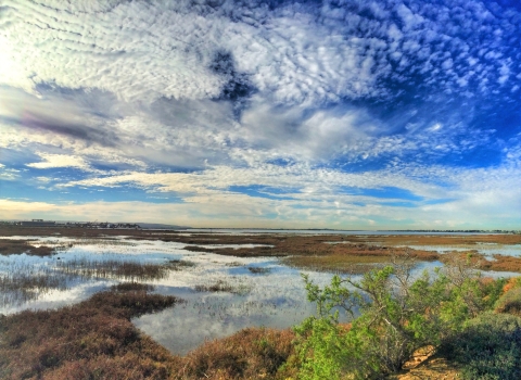 Salt marsh during high tide 