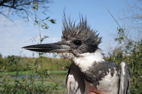 Kingfisher at Stone Lakes National Wildlife Refuge