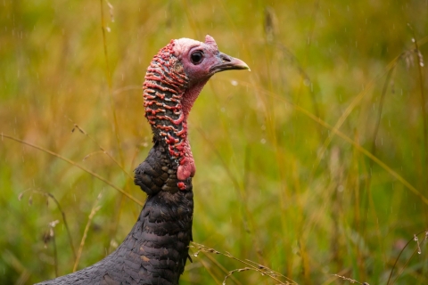 A close-up of a wild turkey against a green, vegetated background