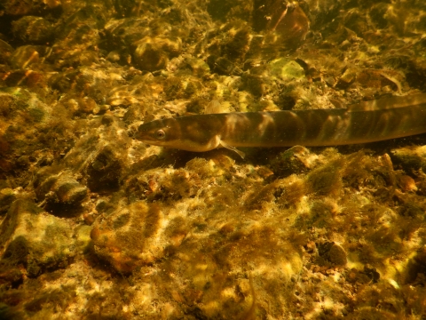 Close up of head and torso of American eel fish swimming underwater