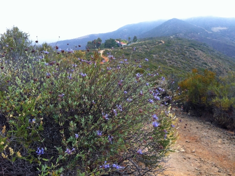 Mountain top with coastal sage scrub and a foggy sky. A tall flower bush is on the left of a winding trail. 