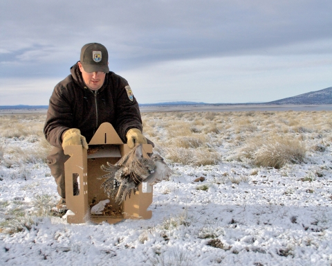 FWS staff releasing a Sage Grouse on Clearlake NWR