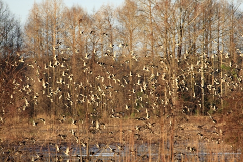 Green-winged teal at Santee NWR