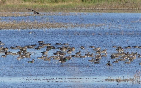 About 50 green-winged teal floating on blue water with green marsh grasses in the background