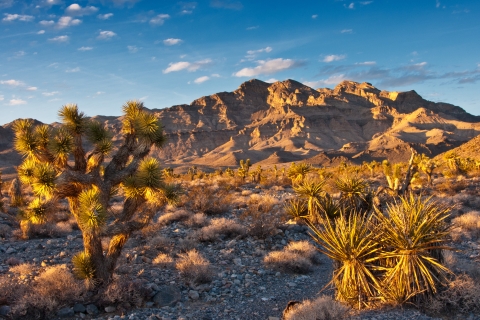 Joshua tree and mojave yucca plants in the foreground; mountains rising in the background