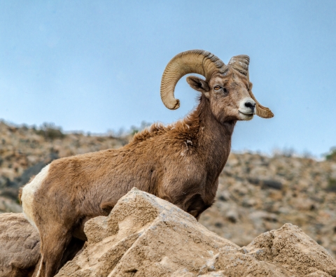 Bighorn Sheep ram standing among some rocks
