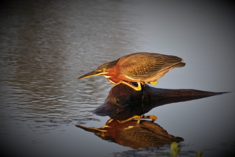 An image of a green heron crouching on a log.